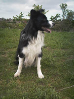 border_collie_dog_ training_dog_trainer_canine_behaviour_kent